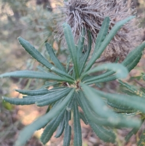 Banksia integrifolia subsp. integrifolia at Booragul, NSW - 31 Aug 2024 03:11 PM