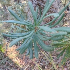 Banksia integrifolia subsp. integrifolia at Booragul, NSW - 31 Aug 2024