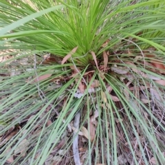 Xanthorrhoea glauca at Booragul, NSW - 31 Aug 2024 by LyndalT