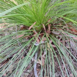 Xanthorrhoea sp. at Booragul, NSW - 31 Aug 2024