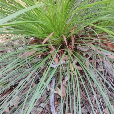 Xanthorrhoea glauca at Booragul, NSW - 31 Aug 2024 by LyndalT