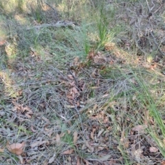 Xanthorrhoea sp. at Booragul, NSW - suppressed