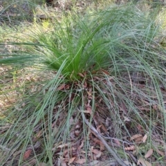 Xanthorrhoea sp. at Booragul, NSW - suppressed