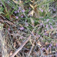 Tetratheca sp. at Booragul, NSW - 31 Aug 2024 by LyndalT