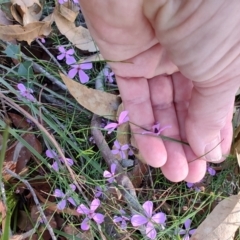 Tetratheca juncea at Booragul, NSW - 31 Aug 2024