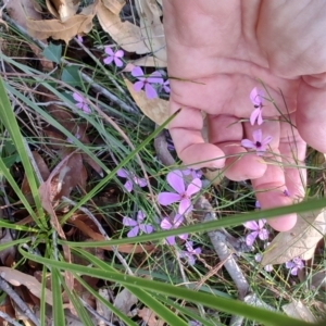 Tetratheca juncea at Booragul, NSW - 31 Aug 2024