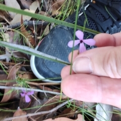 Tetratheca juncea at Booragul, NSW - 31 Aug 2024 03:12 PM