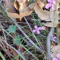 Tetratheca juncea at Booragul, NSW - 31 Aug 2024