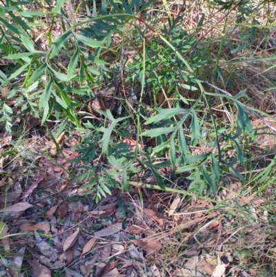 Lomatia silaifolia (Crinkle Bush, Fern-leaved Lomatia, Parsley Bush) at Booragul, NSW - 31 Aug 2024 by LyndalT