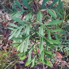 Lomatia silaifolia at Booragul, NSW - 31 Aug 2024 03:18 PM