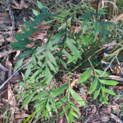 Lomatia silaifolia at Booragul, NSW - 31 Aug 2024