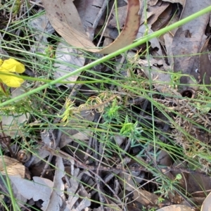 Hibbertia pedunculata at Booragul, NSW - 31 Aug 2024