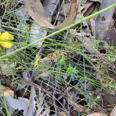 Hibbertia linearis at Booragul, NSW - 31 Aug 2024 by LyndalT