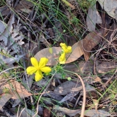 Hibbertia pedunculata at Booragul, NSW - 31 Aug 2024 03:15 PM