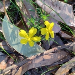 Hibbertia pedunculata at Booragul, NSW - 31 Aug 2024