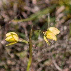 Diuris chryseopsis (Golden Moth) at Forde, ACT - 31 Aug 2024 by Cmperman