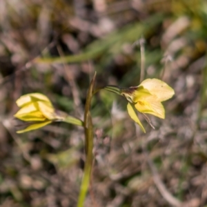 Diuris chryseopsis at Forde, ACT - 31 Aug 2024