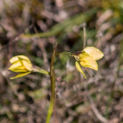 Diuris chryseopsis (Golden Moth) at Forde, ACT - 31 Aug 2024 by Cmperman