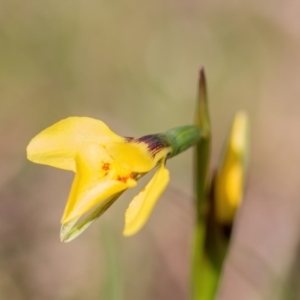 Diuris chryseopsis at Forde, ACT - 31 Aug 2024