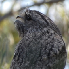 Podargus strigoides (Tawny Frogmouth) at Jerrabomberra, NSW - 31 Aug 2024 by SteveBorkowskis