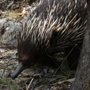 Tachyglossus aculeatus at Jerrabomberra, NSW - 31 Aug 2024