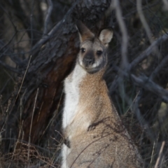 Notamacropus rufogriseus (Red-necked Wallaby) at Jerrabomberra, NSW - 31 Aug 2024 by SteveBorkowskis