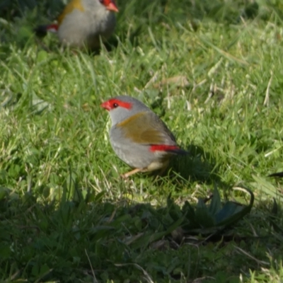 Neochmia temporalis (Red-browed Finch) at Jerrabomberra, NSW - 31 Aug 2024 by SteveBorkowskis