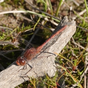 Diplacodes bipunctata at Hall, ACT - 31 Aug 2024