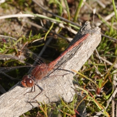 Diplacodes bipunctata (Wandering Percher) at Hall, ACT - 31 Aug 2024 by Anna123