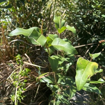 Notelaea venosa (Large Mock Olive) at Kangaroo Valley, NSW - 31 Aug 2024 by ferg