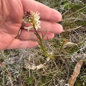 Stackhousia monogyna at Yarralumla, ACT - 31 Aug 2024