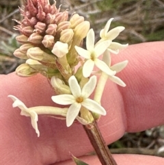 Stackhousia monogyna at Yarralumla, ACT - 31 Aug 2024