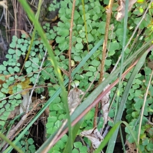 Adiantum aethiopicum at Mirador, NSW - suppressed