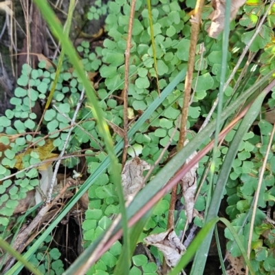 Adiantum aethiopicum (Common Maidenhair Fern) at Mirador, NSW - 31 Aug 2024 by BethanyDunne