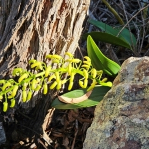 Thelychiton speciosa at Mirador, NSW - suppressed