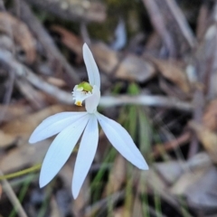 Caladenia catenata (White Fingers) at Mirador, NSW - 31 Aug 2024 by BethanyDunne