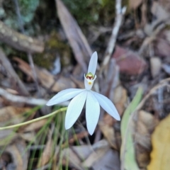 Caladenia catenata at Mirador, NSW - 31 Aug 2024