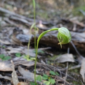 Pterostylis nutans at Mirador, NSW - suppressed