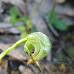 Pterostylis nutans at Mirador, NSW - 31 Aug 2024