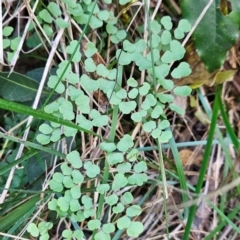 Adiantum aethiopicum (Common Maidenhair Fern) at Mirador, NSW - 31 Aug 2024 by BethanyDunne