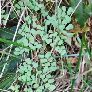 Adiantum aethiopicum at Mirador, NSW - suppressed