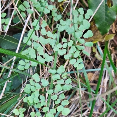 Adiantum aethiopicum (Common Maidenhair Fern) at Mirador, NSW - 31 Aug 2024 by BethanyDunne