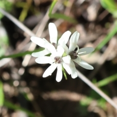 Wurmbea dioica subsp. dioica (Early Nancy) at Wodonga, VIC - 30 Aug 2024 by KylieWaldon