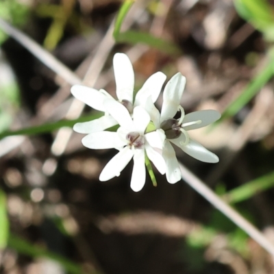 Wurmbea dioica subsp. dioica (Early Nancy) at Wodonga, VIC - 30 Aug 2024 by KylieWaldon