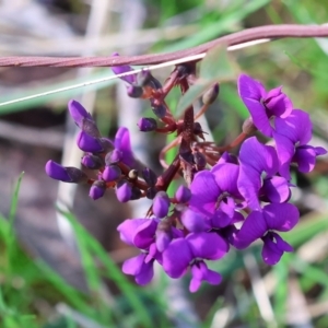 Hardenbergia violacea at Wodonga, VIC - 30 Aug 2024 11:41 AM