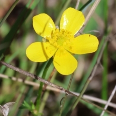 Ranunculus lappaceus (Australian Buttercup) at Wodonga, VIC - 30 Aug 2024 by KylieWaldon