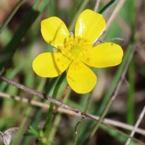 Ranunculus lappaceus at Wodonga, VIC - 30 Aug 2024 11:27 AM