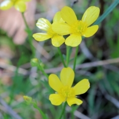 Ranunculus lappaceus at Wodonga, VIC - 30 Aug 2024