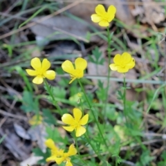 Ranunculus lappaceus at Wodonga, VIC - 30 Aug 2024