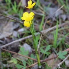 Ranunculus lappaceus at Wodonga, VIC - 30 Aug 2024 11:27 AM